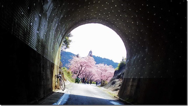 新城市永代のトンネルから見える河津桜