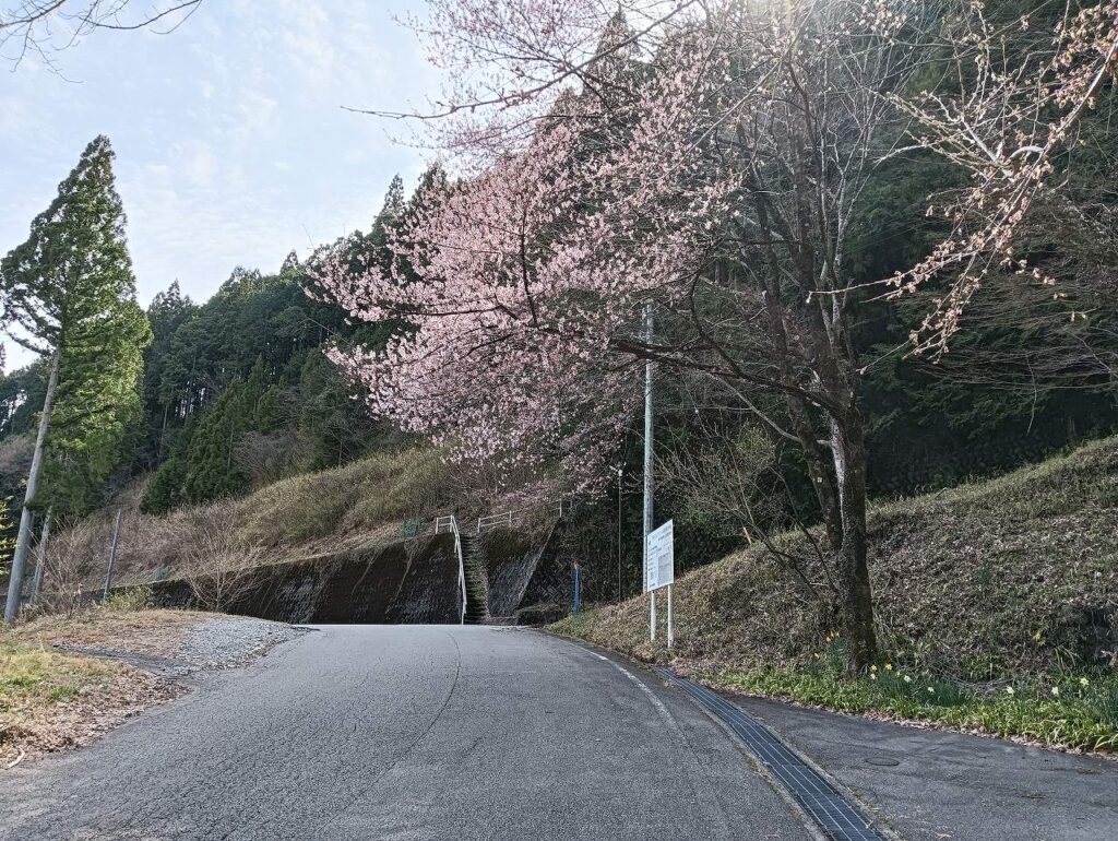 はぎわら桜巡り「薬師寺の桜」