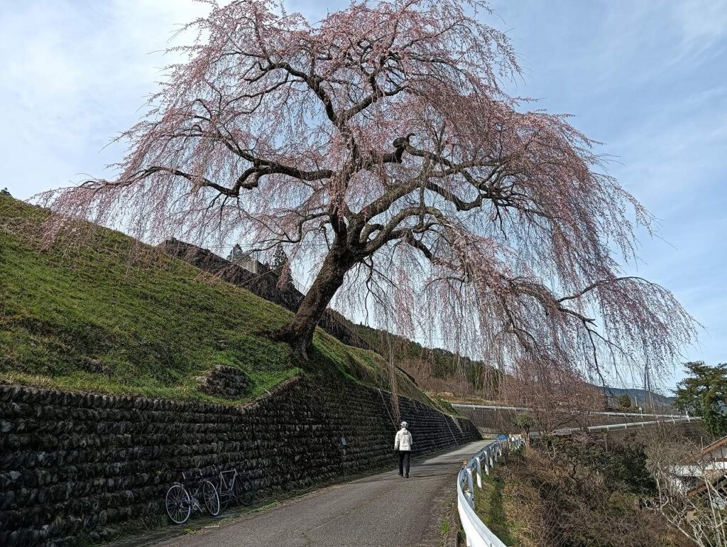 「飛騨はぎわら桜めぐり」「岩太郎のしだれ桜」