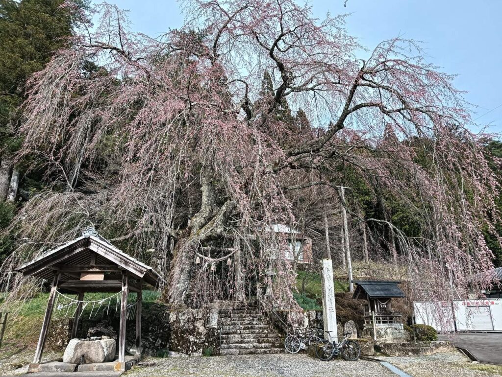 飛騨はぎわら桜めぐり「森山神社のしだれ桜」