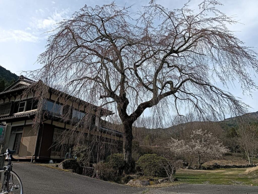 南ひだ健康道場のしだれ桜