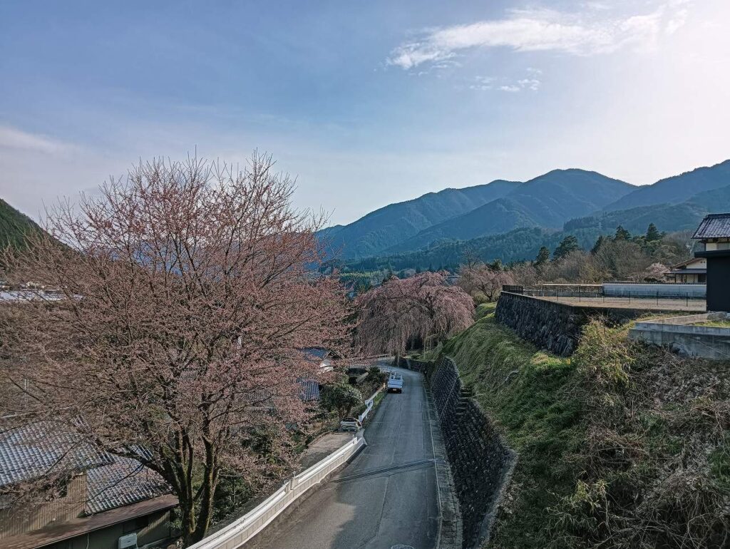 岩太郎のしだれ桜