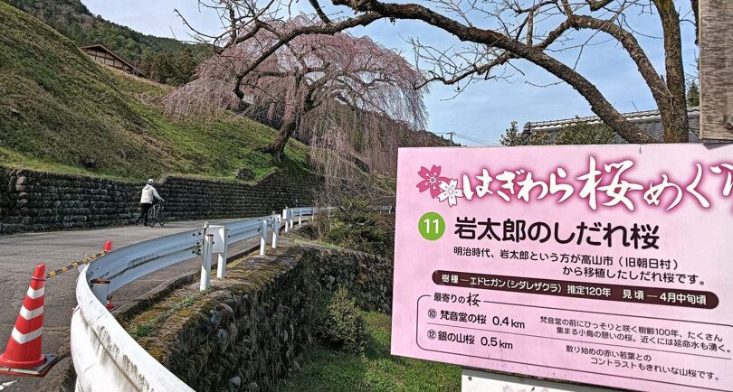 岩太郎のしだれ桜の歴史