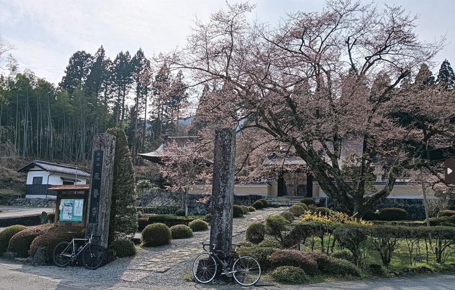 永養寺のしだれ桜